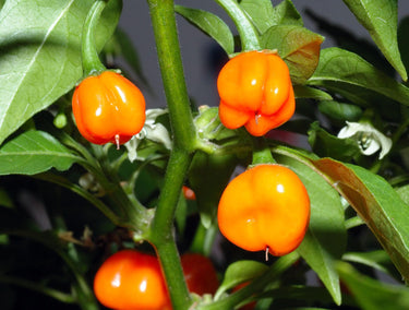 40 Orange SCOTCH BONNET PEPPER very hot Jamaican Capsicum Annuum Vegetable Seeds
